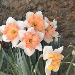 Hungarian Rhapsody Daffodil (Narcissus Hungarian Rhapsody) Img 2